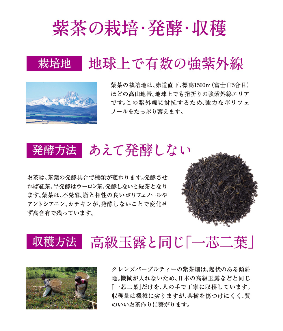 紫茶の栽培、発酵、収穫