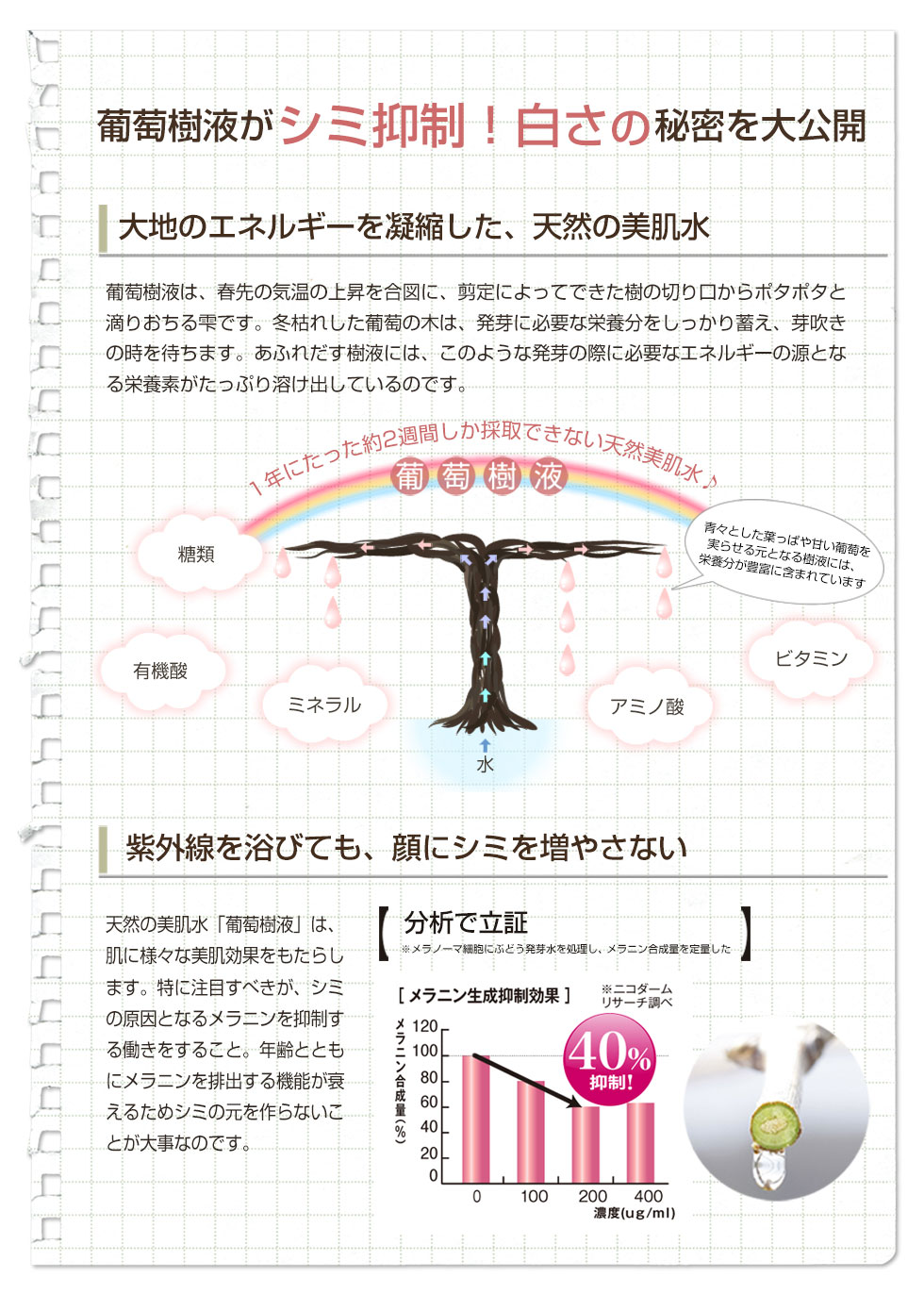 葡萄樹液がシミの原因となるメラニンを抑制！