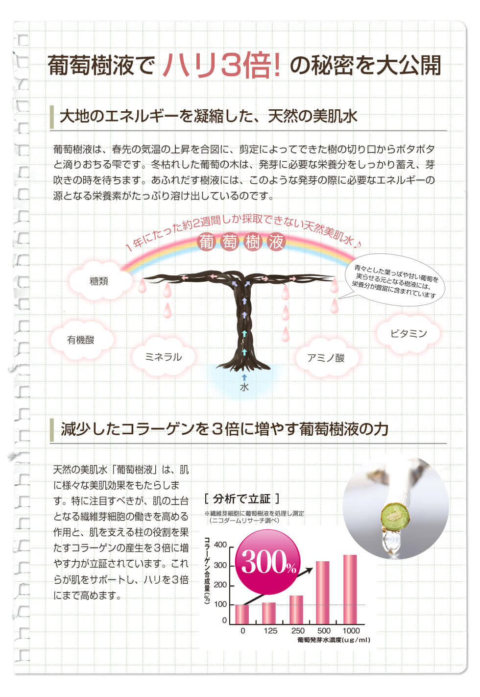葡萄樹液でハリ3倍の秘密を大公開！