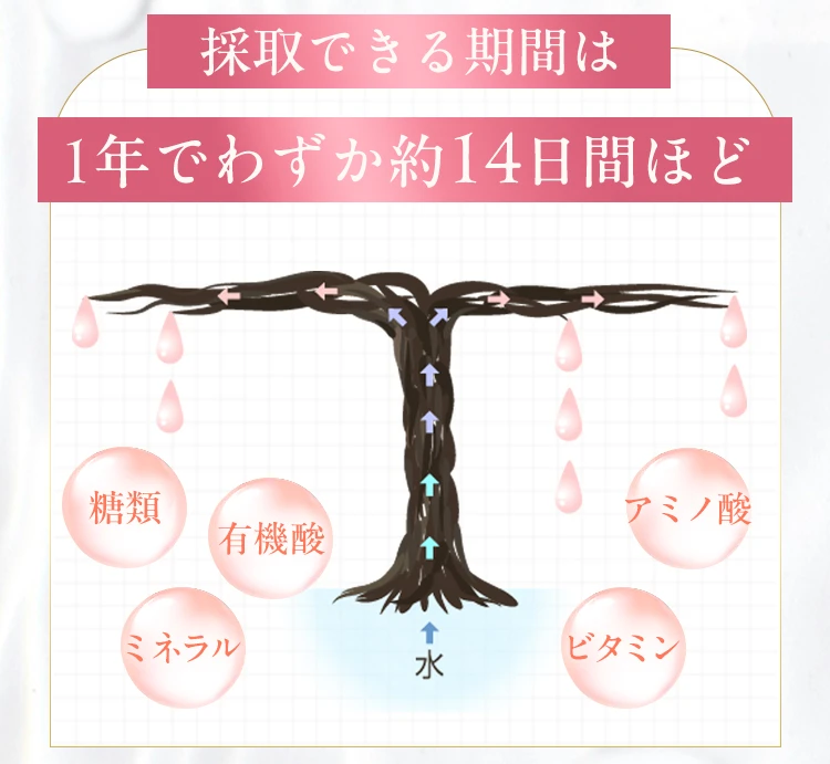 採取できる期間は1年でわずか約14日間ほど