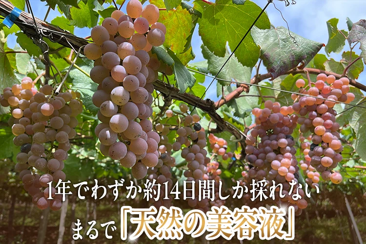 葡萄樹液の写真