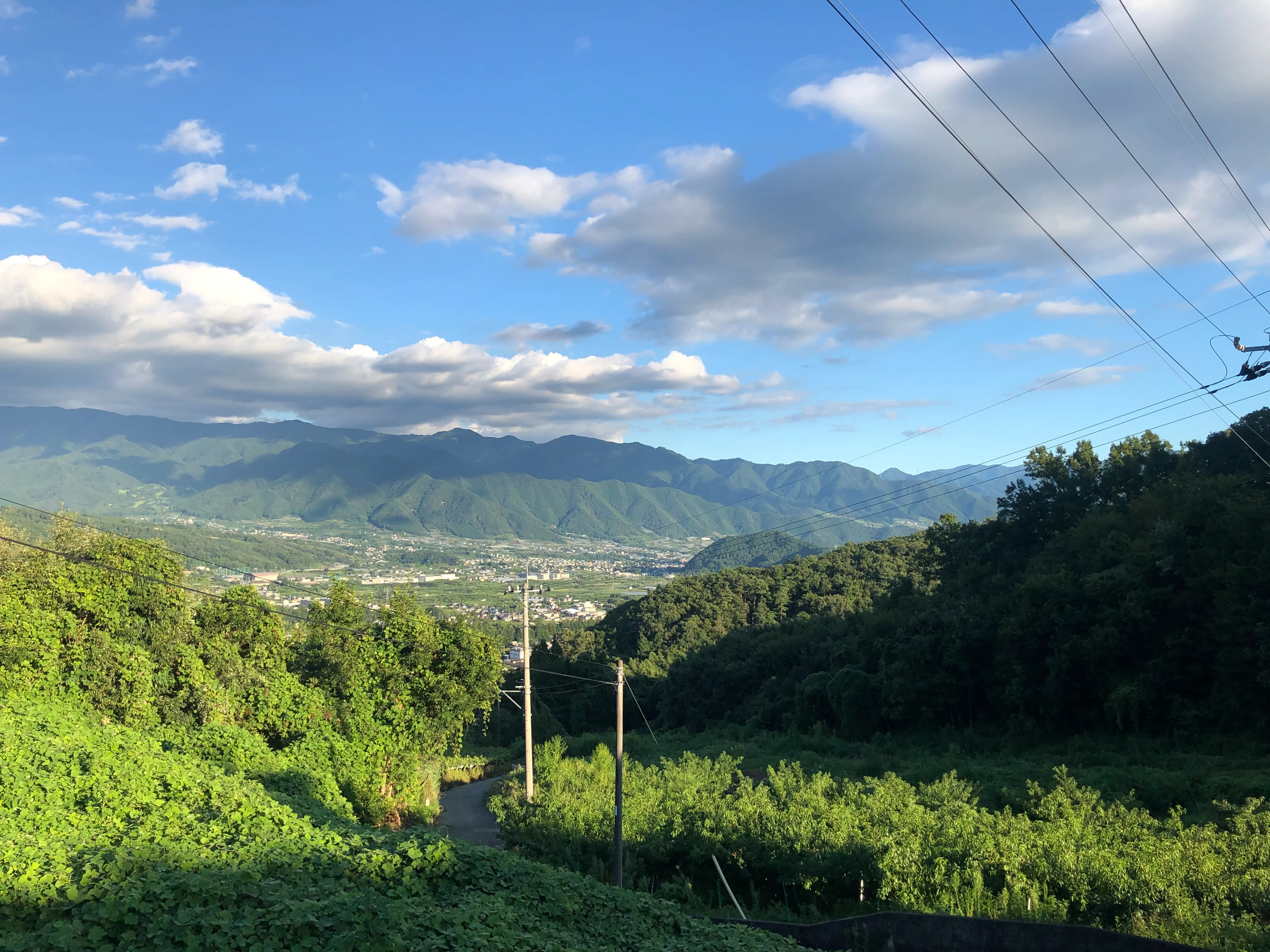 山梨県にある久保田農園のブドウ畑
