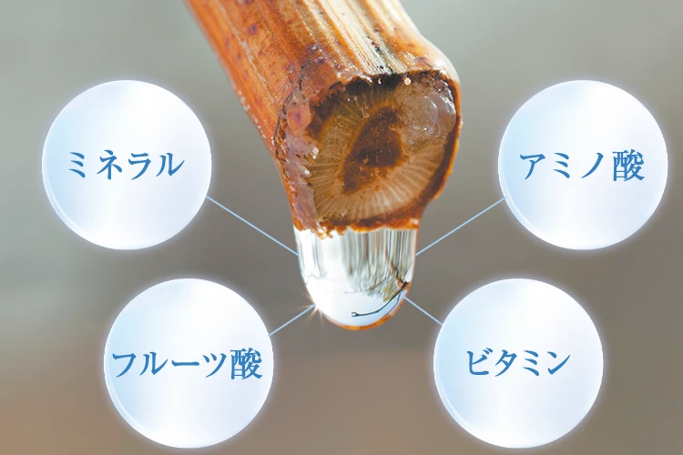 樹液に含まれる美容成分