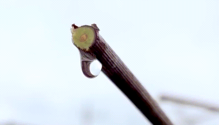 樹から滴り落ちる樹液